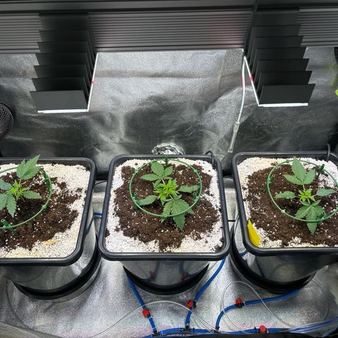 Appel Fritter Auto growlog timeline photo