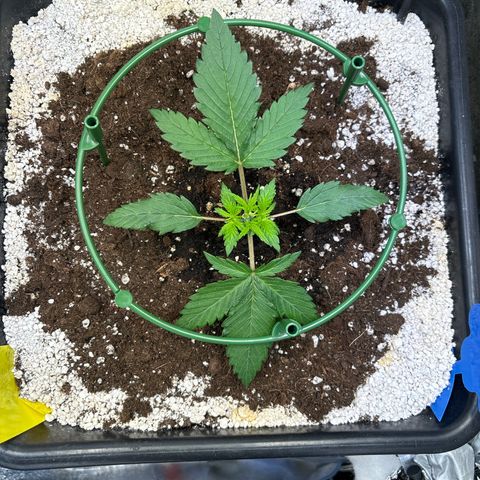 Appel Fritter Auto growlog timeline photo