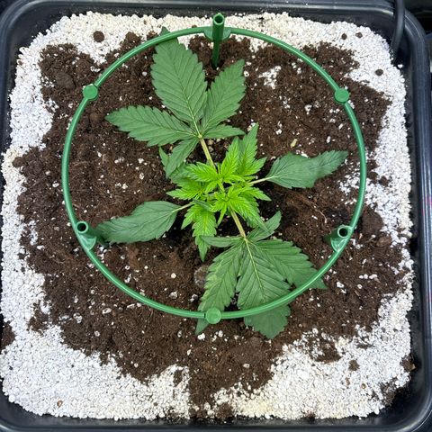 Appel Fritter Auto growlog timeline photo