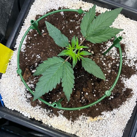 Appel Fritter Auto growlog timeline photo