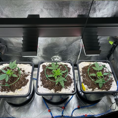 Appel Fritter Auto growlog timeline photo