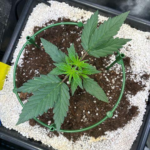 Appel Fritter Auto growlog timeline photo