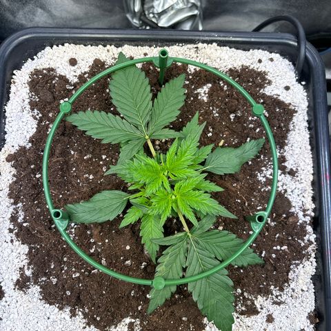 Appel Fritter Auto growlog timeline photo