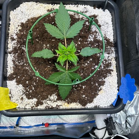 Appel Fritter Auto growlog timeline photo