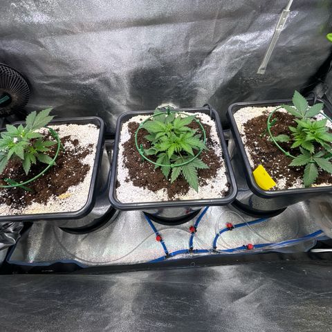 Appel Fritter Auto growlog timeline photo