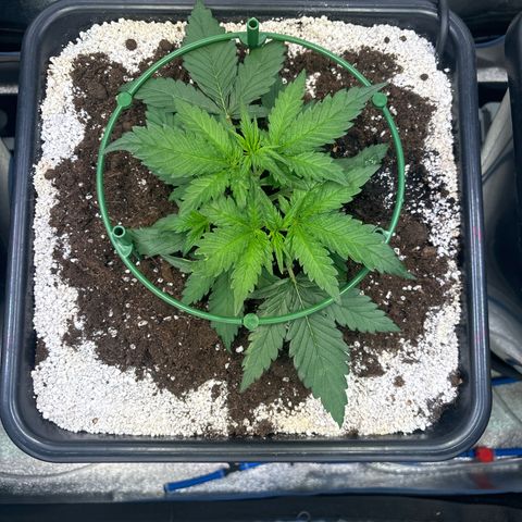 Appel Fritter Auto growlog timeline photo