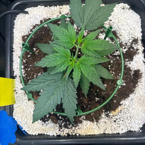 Appel Fritter Auto growlog timeline photo