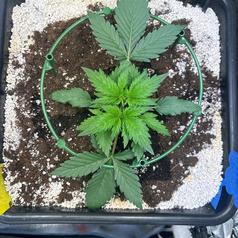 Appel Fritter Auto growlog timeline photo