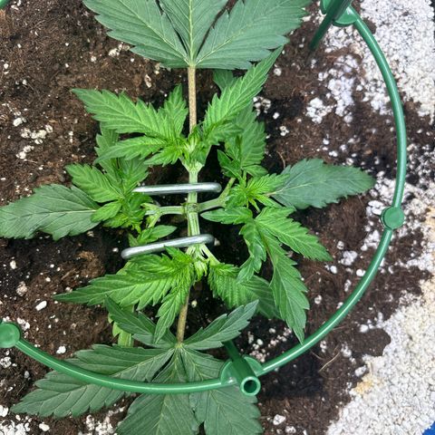 Appel Fritter Auto growlog timeline photo