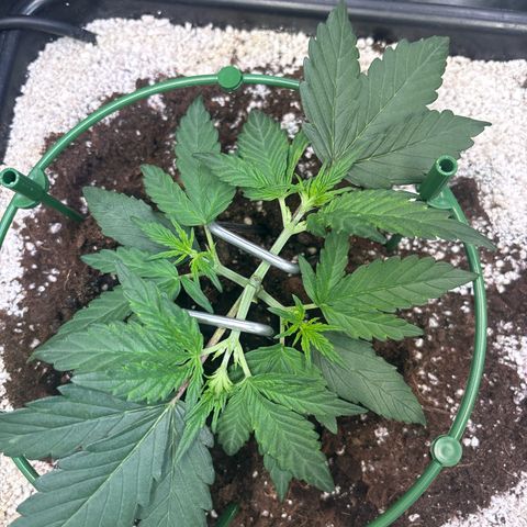Appel Fritter Auto growlog timeline photo