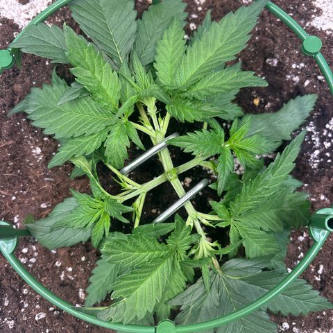 Appel Fritter Auto growlog timeline photo