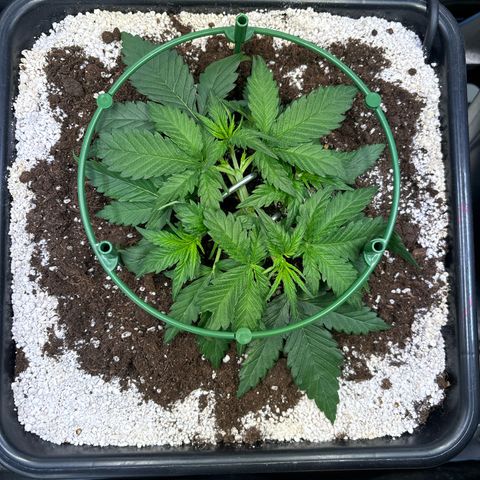 Appel Fritter Auto growlog timeline photo