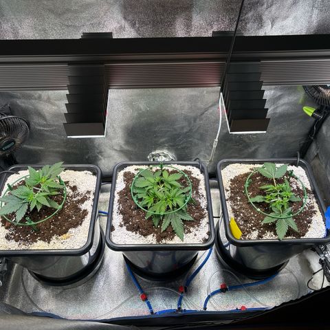 Appel Fritter Auto growlog timeline photo