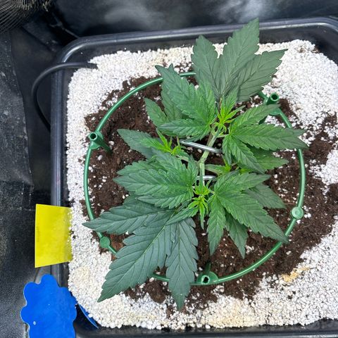 Appel Fritter Auto growlog timeline photo