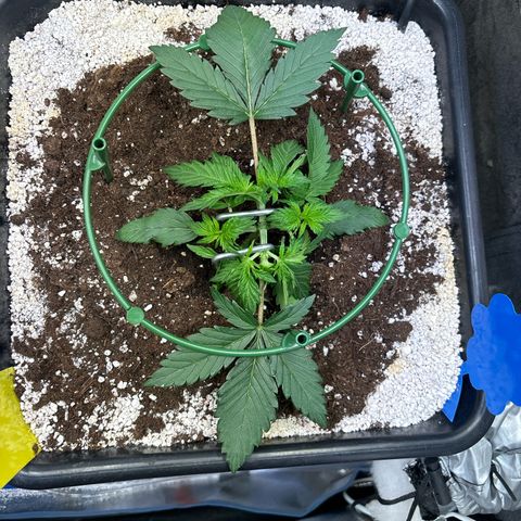 Appel Fritter Auto growlog timeline photo