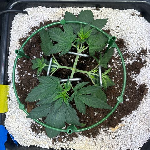 Appel Fritter Auto growlog timeline photo