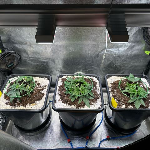 Appel Fritter Auto growlog timeline photo