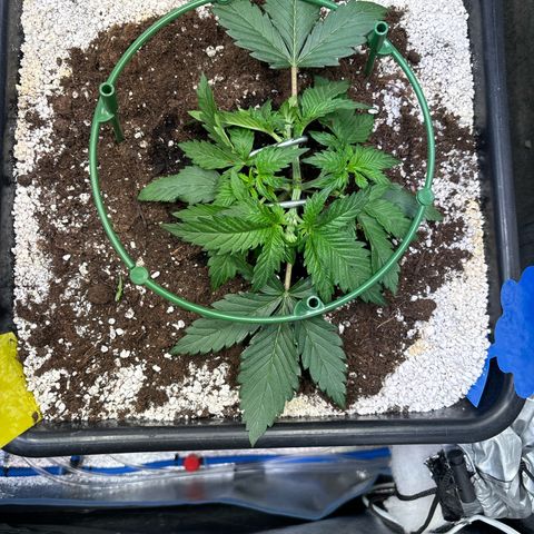Appel Fritter Auto growlog timeline photo