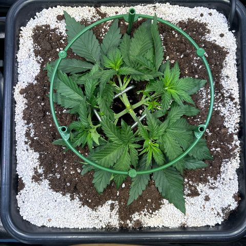 Appel Fritter Auto growlog timeline photo