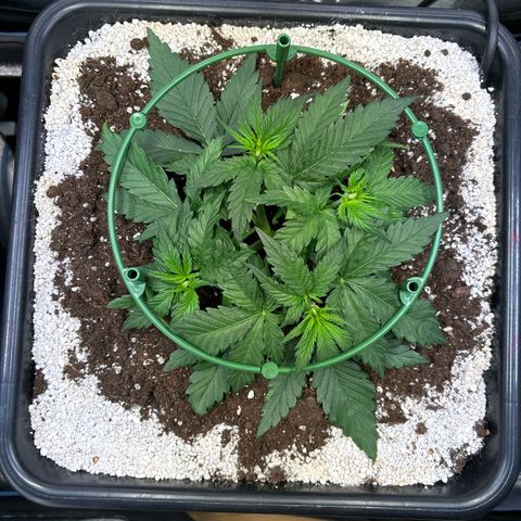 Appel Fritter Auto growlog timeline photo