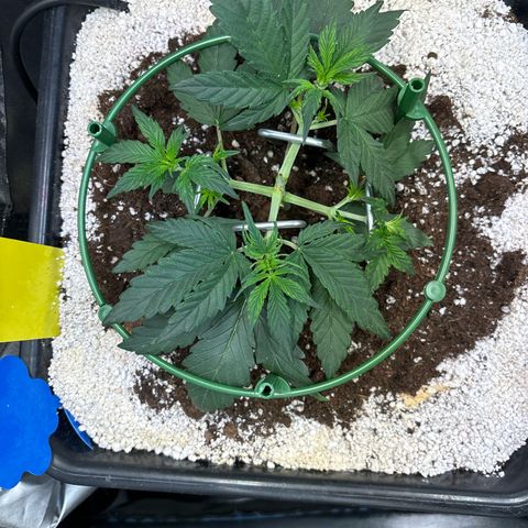 Appel Fritter Auto growlog timeline photo