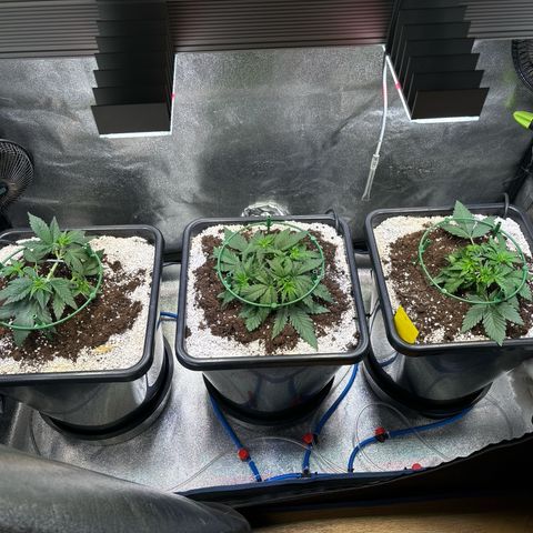 Appel Fritter Auto growlog timeline photo