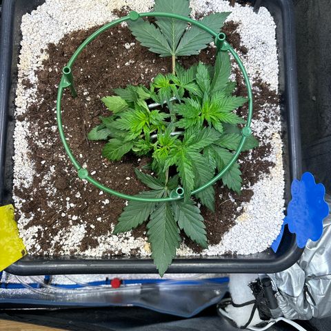 Appel Fritter Auto growlog timeline photo