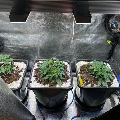 Appel Fritter Auto growlog timeline photo