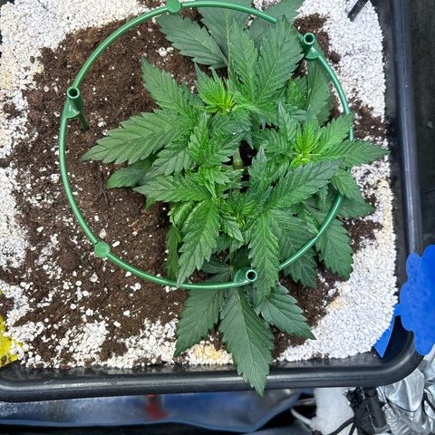 Appel Fritter Auto growlog timeline photo