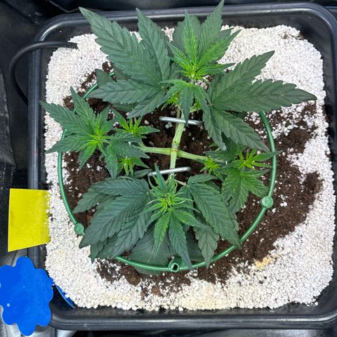Appel Fritter Auto growlog timeline photo