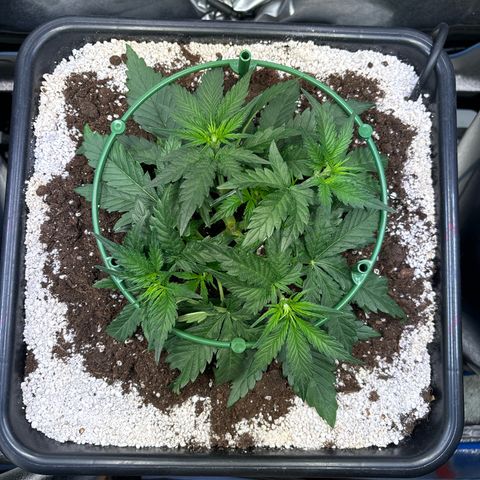 Appel Fritter Auto growlog timeline photo