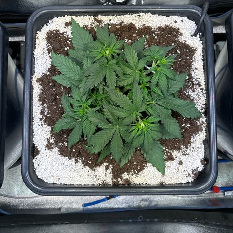 Appel Fritter Auto growlog timeline photo