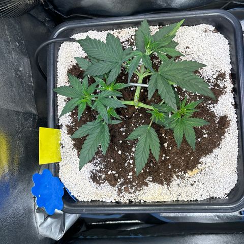 Appel Fritter Auto growlog timeline photo