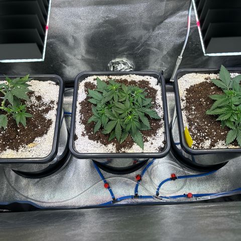 Appel Fritter Auto growlog timeline photo
