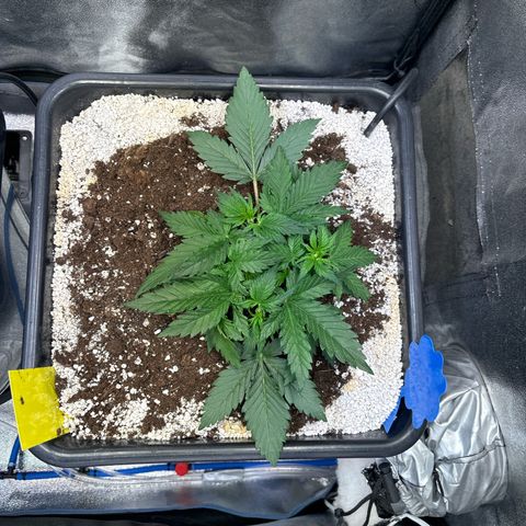 Appel Fritter Auto growlog timeline photo