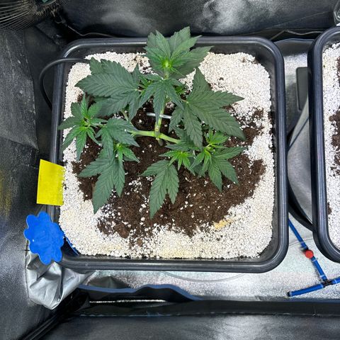 Appel Fritter Auto growlog timeline photo