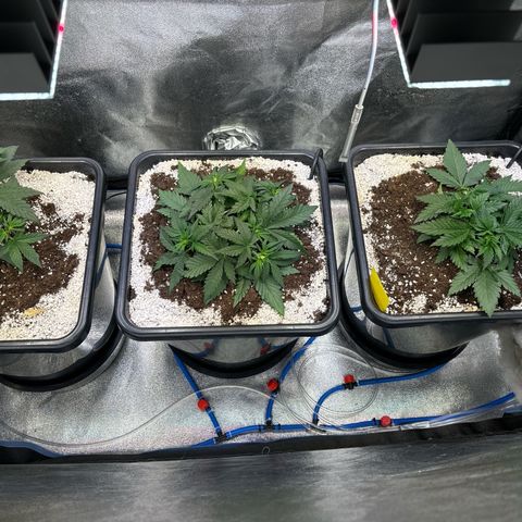 Appel Fritter Auto growlog timeline photo