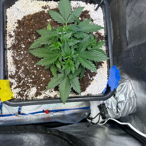 Appel Fritter Auto growlog timeline photo
