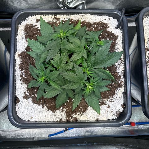 Appel Fritter Auto growlog timeline photo