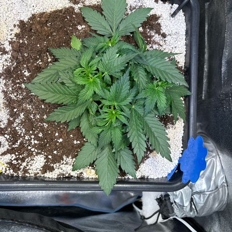 Appel Fritter Auto growlog timeline photo