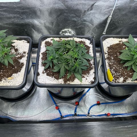 Appel Fritter Auto growlog timeline photo