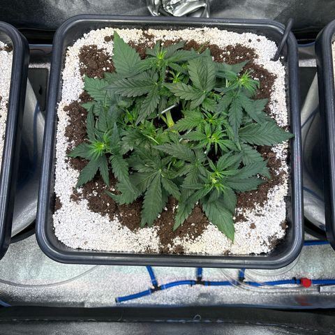 Appel Fritter Auto growlog timeline photo