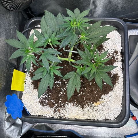 Appel Fritter Auto growlog timeline photo