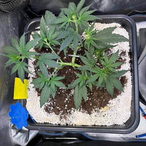 Appel Fritter Auto growlog timeline photo