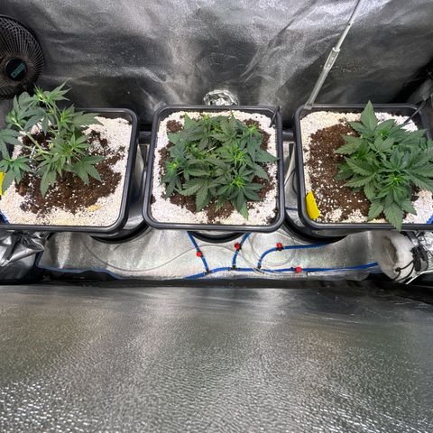 Appel Fritter Auto growlog timeline photo