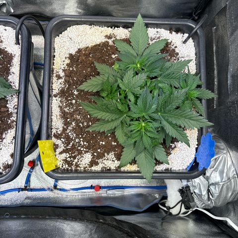Appel Fritter Auto growlog timeline photo