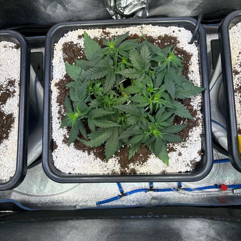 Appel Fritter Auto growlog timeline photo