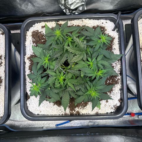 Appel Fritter Auto growlog timeline photo