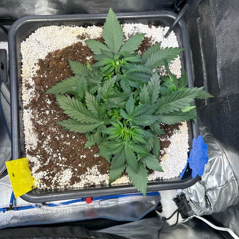 Appel Fritter Auto growlog timeline photo