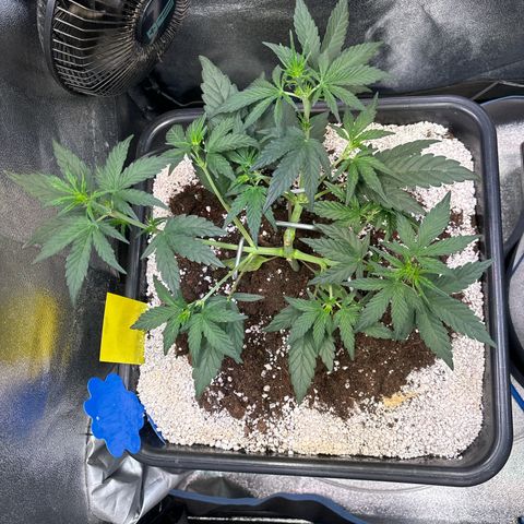 Appel Fritter Auto growlog timeline photo